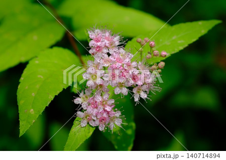 Pink Spirea Flowers Blooming Among Green Leaves 140714894