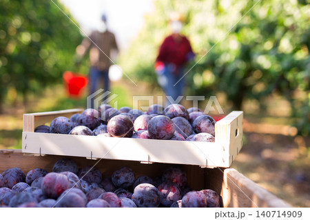 Boxes with ripe purple plums in green summer fruit garden Boxes with ripe purple plums in green summer fruit garden 140714909
