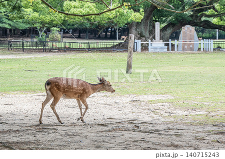 奈良公園の鹿 140715243