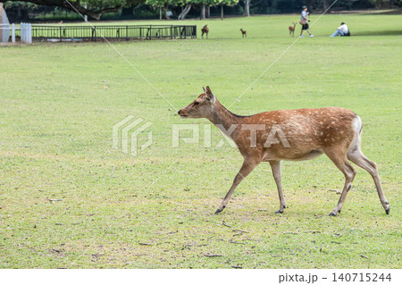 奈良公園の鹿 140715244