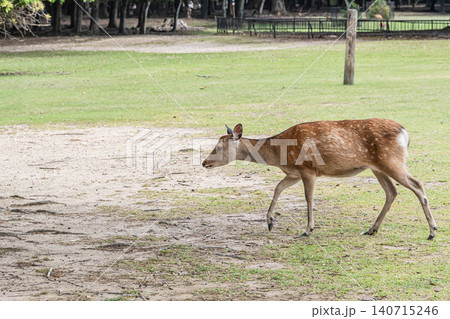 奈良公園の鹿 140715246