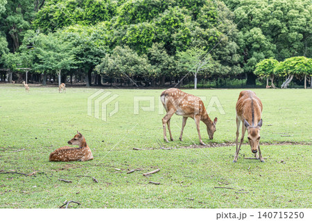 奈良公園の鹿 奈良公園の鹿 140715250