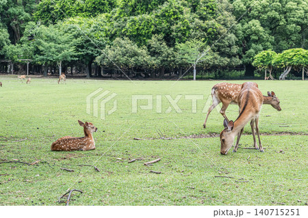 奈良公園の鹿 奈良公園の鹿 140715251