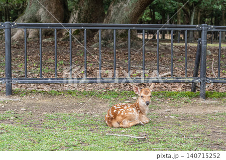 すわって寛ぐ子鹿 奈良公園 すわって寛ぐ子鹿 奈良公園 140715252