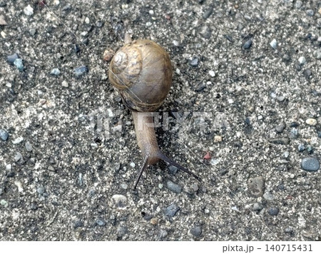コンクリート道路にカタツムリ 140715431