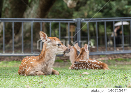 すわって寛ぐ子鹿　奈良公園 140715474