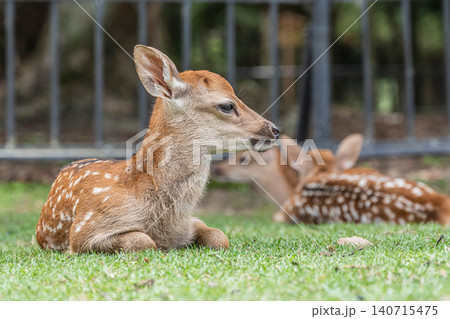 すわって寛ぐ子鹿 奈良公園 すわって寛ぐ子鹿 奈良公園 140715475