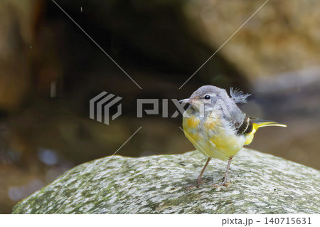 水場に来たキセキレイの幼鳥 水場に来たキセキレイの幼鳥 140715631