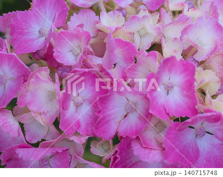ピンク色に染まる紫陽花 140715748