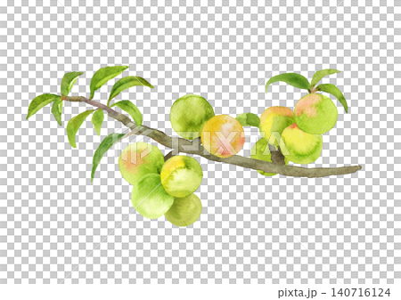 梅の実と枝の手描き水彩イラスト 梅の実と枝の手描き水彩イラスト 140716124