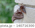 Brown Moth Resting On Brick Wall 140716300