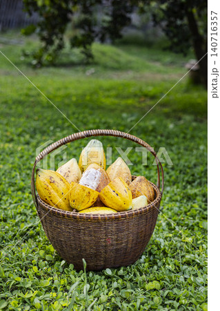 Cocoa Pods Harvested In Basket Backyard Garden, Beautiful natural scenery for agricultural documentary, organic food conservation campaign, local farming lifestyle and raw chocolate plant nutrition. Cocoa Pods Harvested In Basket Backyard Garden, Beautiful natural scenery for agricultural documentary, organic food conservation campaign, local farming lifestyle and raw chocolate plant nutrition. 140716357