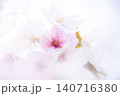 ソフトフォーカスで幻想的にきらめくピンクと白の美しい桜 140716380