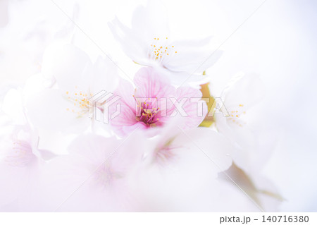 ソフトフォーカスで幻想的にきらめくピンクと白の美しい桜 ソフトフォーカスで幻想的にきらめくピンクと白の美しい桜 140716380