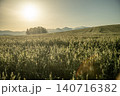 美瑛の爽やかな朝の光を浴びるなだらかな丘陵地帯と木立ちのシルエット 140716382