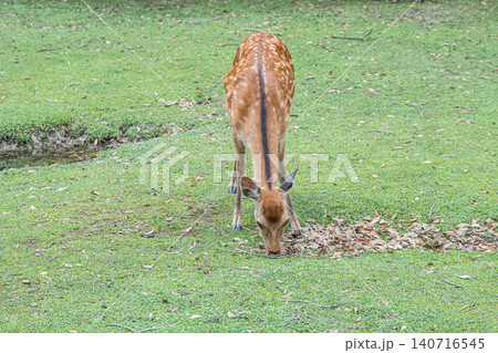 草を食む鹿　奈良公園 140716545