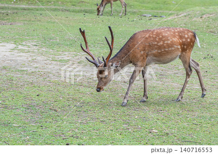 牡鹿 奈良公園 牡鹿 奈良公園 140716553
