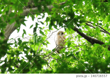 フクロウの幼鳥 140716557