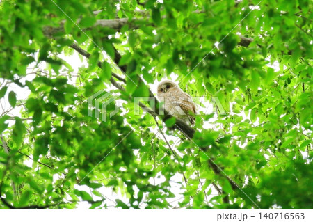 フクロウの幼鳥 140716563