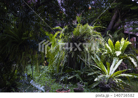 Variety Of Beautiful Decorative Garden Plants, Beautiful natural foliage for botanical documentary, organic flora conservation, tropical nursery lifestyle and environment agriculture growth. Variety Of Beautiful Decorative Garden Plants, Beautiful natural foliage for botanical documentary, organic flora conservation, tropical nursery lifestyle and environment agriculture growth. 140716582