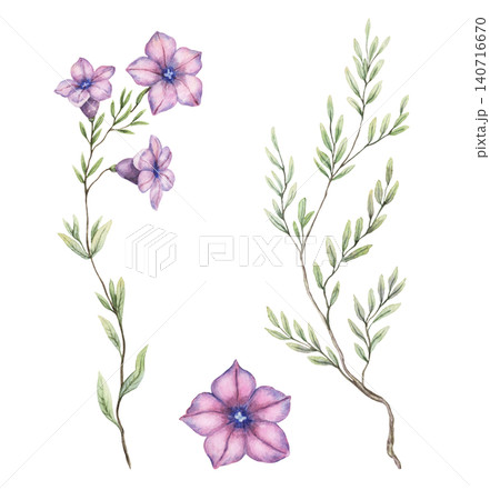 Watercolor violetflower petunia set botanical illustration. Hand drawn purple blossom with delicate leaves. Floral design for greeting card. Garden seed pack template or wedding invitation artwork. Watercolor violetflower petunia set botanical illustration. Hand drawn purple blossom with delicate leaves. Floral design for greeting card. Garden seed pack template or wedding invitation artwork. 140716670