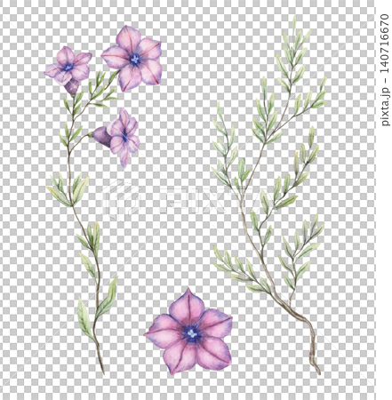 Watercolor violetflower petunia set botanical illustration. Hand drawn purple blossom with delicate leaves. Floral design for greeting card. Garden seed pack template or wedding invitation artwork. Watercolor violetflower petunia set botanical illustration. Hand drawn purple blossom with delicate leaves. Floral design for greeting card. Garden seed pack template or wedding invitation artwork. 140716670
