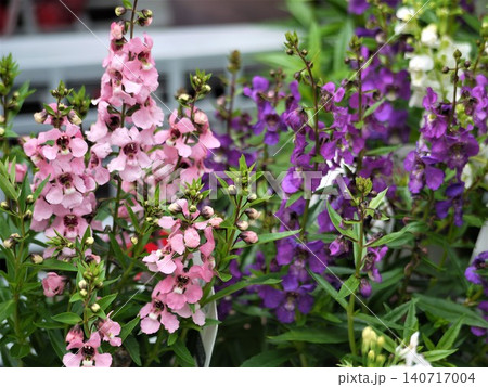 鉢植えのアンゲロニア・セレニータの花 鉢植えのアンゲロニア・セレニータの花 140717004