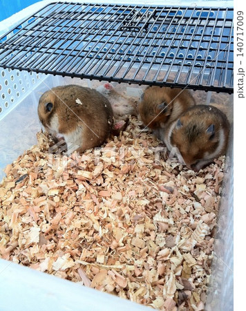 ふれあい動物園のハムスター ふれあい動物園のハムスター 140717009