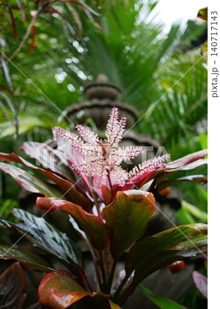 バリ島南国植物イメージ バリ島南国植物イメージ 140717143