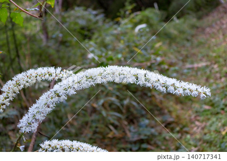 山地などに自生する白いブラシ状の植物サラシナショウマ 山地などに自生する白いブラシ状の植物サラシナショウマ 140717341