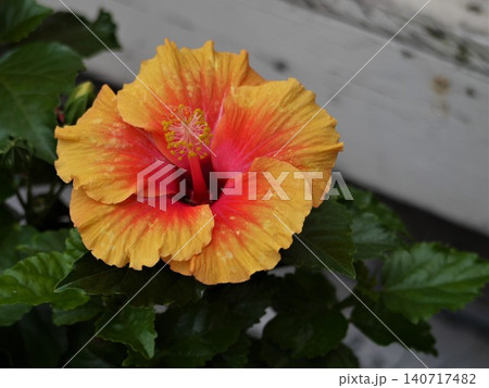 ハイビスカスのオレンジ色の花 140717482