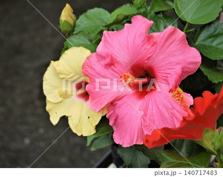 ハイビスカスの赤と黄色の花 ハイビスカスの赤と黄色の花 140717483