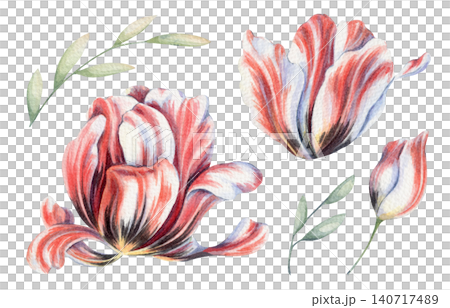Watercolor parrot tulip set illustration. Hand drawn red white Estella Rijnveld flower with green leaf in vintage botanical style. Floral design for wedding card. Romantic painting for garden graphic. Watercolor parrot tulip set illustration. Hand drawn red white Estella Rijnveld flower with green leaf in vintage botanical style. Floral design for wedding card. Romantic painting for garden graphic. 140717489