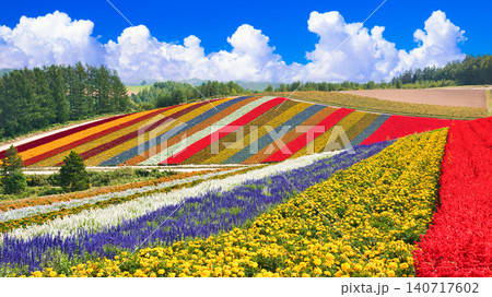 美瑛の美しいお花畑の絶景 美瑛の美しいお花畑の絶景 140717602