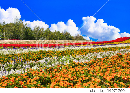 美瑛の美しいお花畑の絶景 140717604