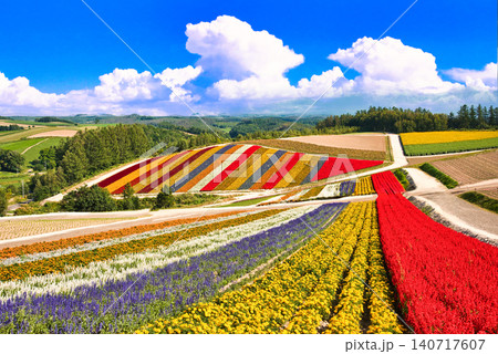 美瑛の美しいお花畑の絶景 美瑛の美しいお花畑の絶景 140717607