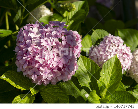 朝日に照らされたピンクの紫陽花 朝日に照らされたピンクの紫陽花 140717743