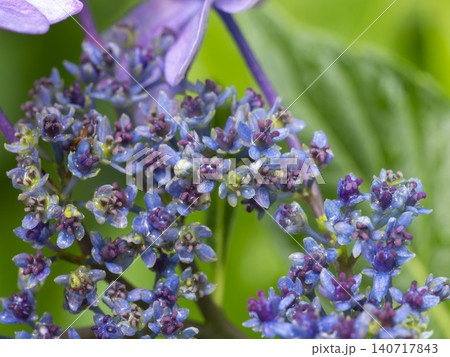 雨に濡れた額紫陽花の真花 雨に濡れた額紫陽花の真花 140717843