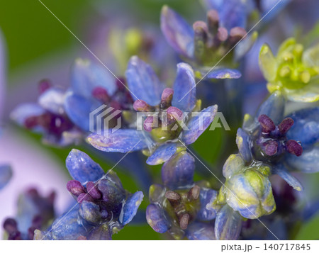 雨に濡れた額紫陽花の真花 雨に濡れた額紫陽花の真花 140717845