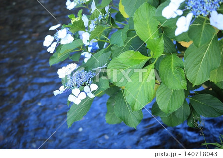 水辺に咲く紫陽花 水辺に咲く紫陽花 140718043