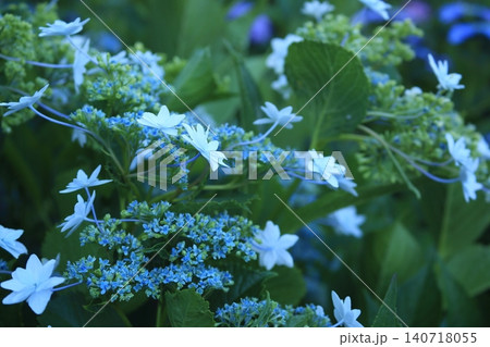 青い墨田の花火 青い墨田の花火 140718055