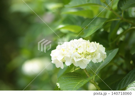 白い紫陽花 白い紫陽花 140718060