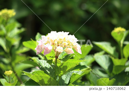 白い紫陽花 白い紫陽花 140718062