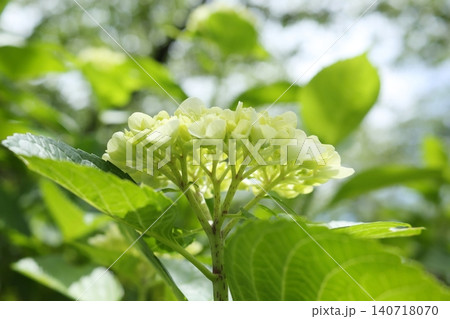 白い紫陽花 140718070