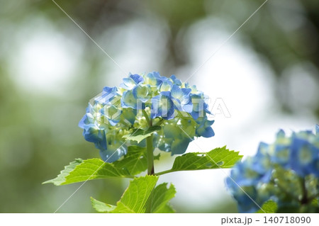 青い紫陽花 140718090