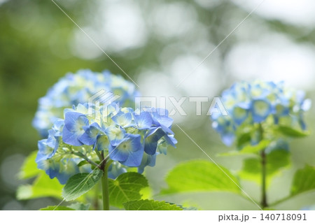 青い紫陽花 140718091