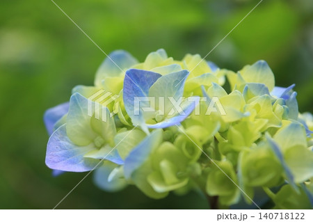 青い紫陽花 青い紫陽花 140718122