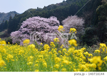 実相院のしだれ桜 実相院のしだれ桜 140718144