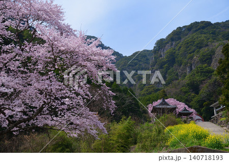 実相院のしだれ桜 140718193