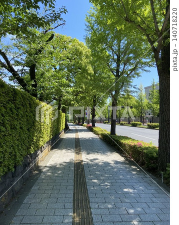 東京・国会議事堂前の歩道と街路樹 新緑が美しい都市風景 140718220